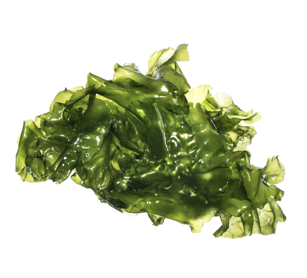 Dried sea lettuce (Ulva) Irish edible seaweed