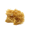 Dried Irish moss carrageen (Chondrus crispus) seaweed