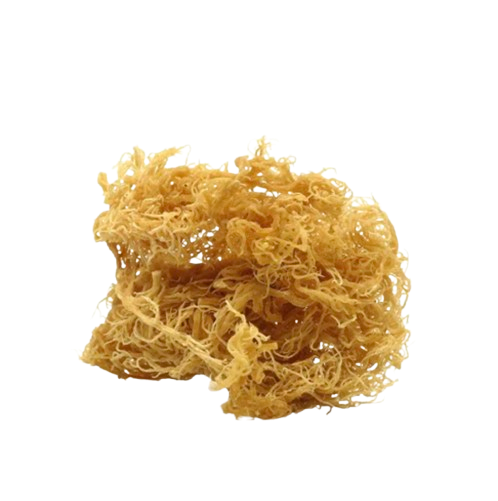 Dried Irish moss carrageen (Chondrus crispus) seaweed