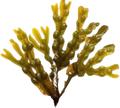Dried bladderwrack (Fucus vesiculosus) Irish seaweed