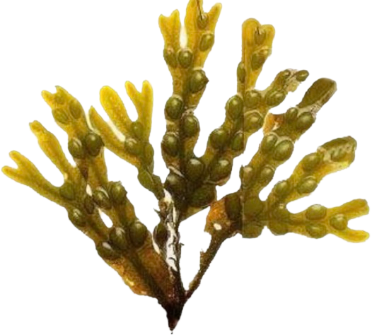 Dried bladderwrack (Fucus vesiculosus) Irish seaweed