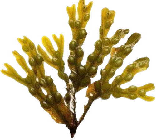 Dried bladderwrack (Fucus vesiculosus) Irish seaweed