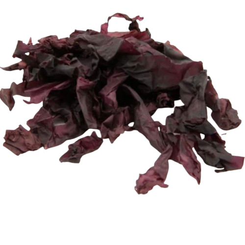 Dried dulse dillisk (Palmaria palmata) Irish edible seaweed