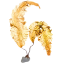Dried sugar kelp (Laminaria saccharina) Irish edible seaweed
