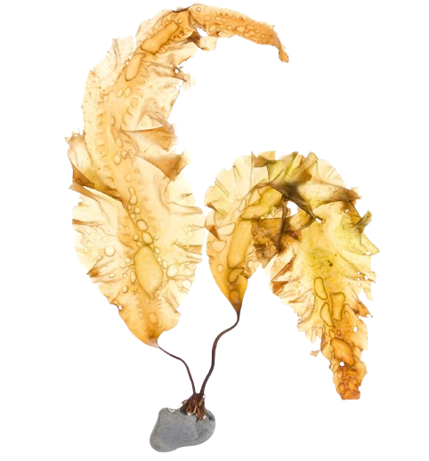 Dried sugar kelp (Laminaria saccharina) Irish edible seaweed