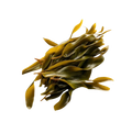 Dried kelp oarweed (Laminaria digitata) Irish seaweed