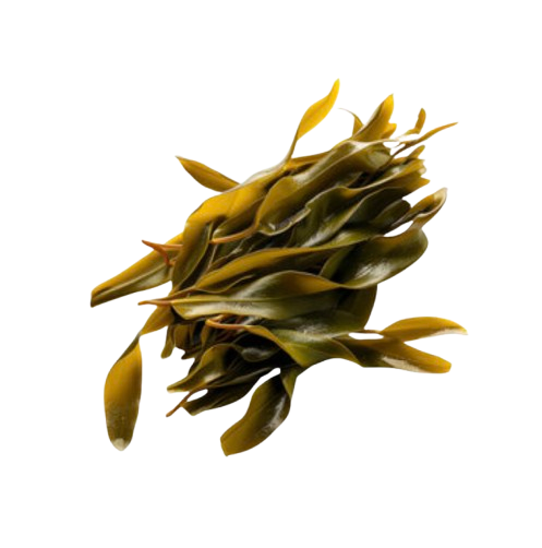 Dried kelp oarweed (Laminaria digitata) Irish seaweed